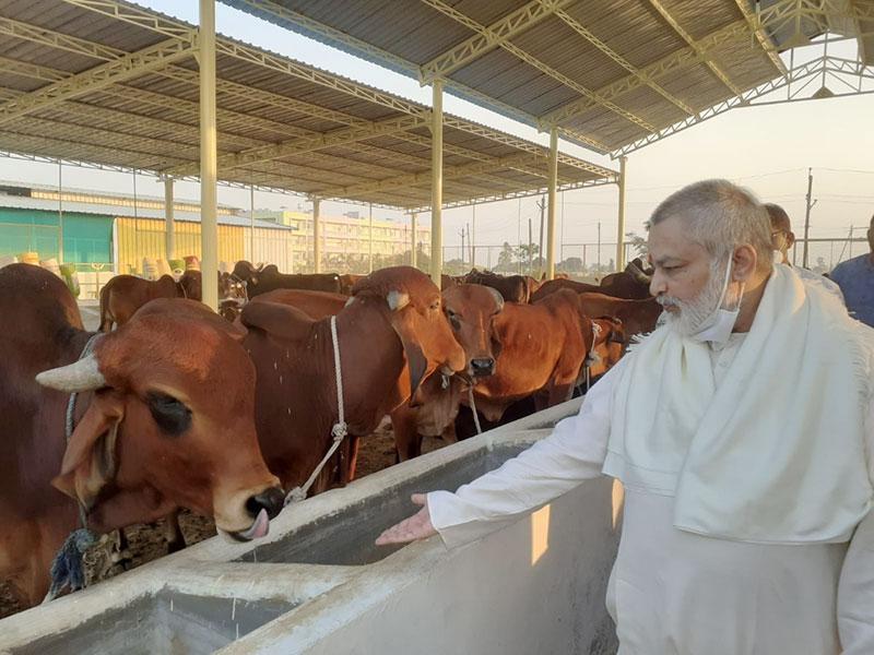 Pujya Brahmachari Girish Ji visited Maharishi Gaushala today and enjoyed being with cows for an hour. They are really very sweet.