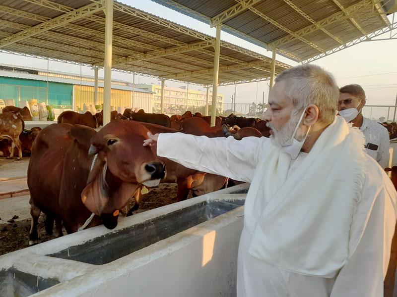 Pujya Brahmachari Girish Ji visited Maharishi Gaushala today and enjoyed being with cows for an hour. They are really very sweet.