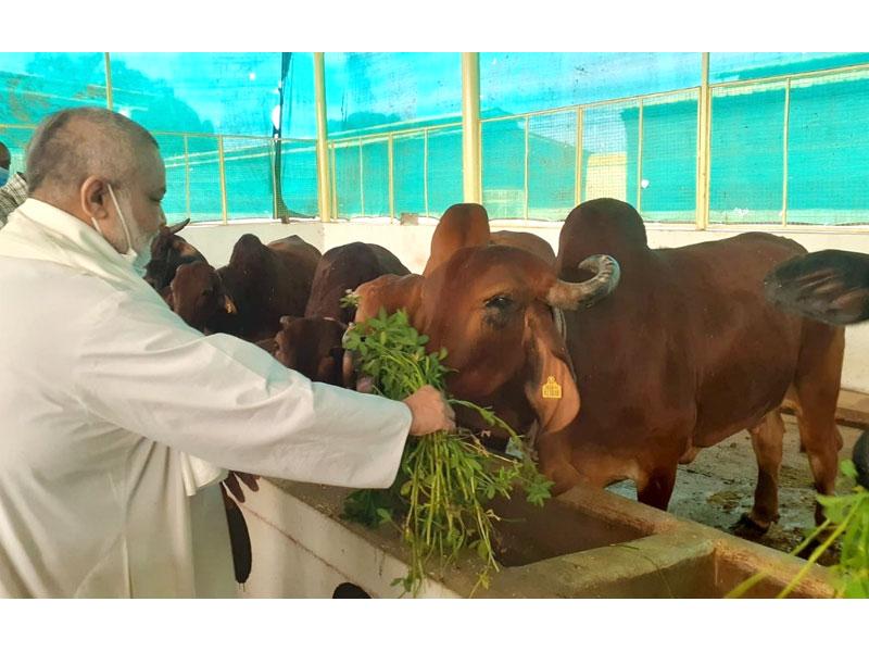 आज महर्षि गौशाला और प्रशिक्षण केंद्र में जाने का समय मिला। गायें मिलकर बहुत खुश हुई और ताजा हरा जैविक चारा खाकर। मीठी गायों के साथ कुछ समय बिताना वास्तव में एक बड़ी खुशी है।