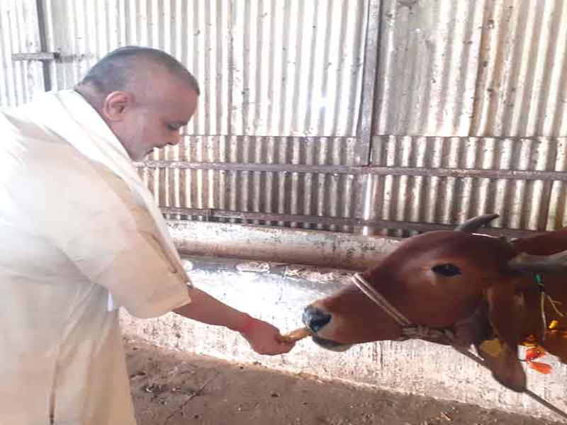 Brahmachari Girish ji is offering Puri and sweets to all Gaumata of Maharishi  Gaushana on the occassion of Gauvardhan Diwas.