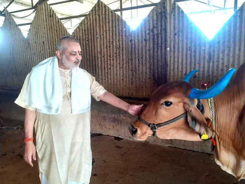 Brahmachari Girish ji is offering Puri and sweets to all Gaumata of Maharishi  Gaushana on the occassion of Gauvardhan Diwas.