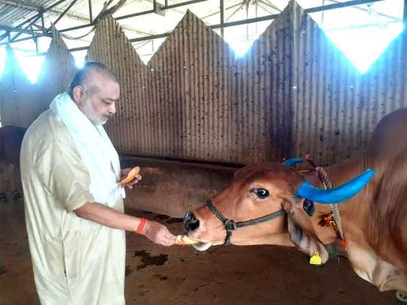 Brahmachari Girish ji is offering Puri and sweets to all Gaumata of Maharishi  Gaushana on the occassion of Gauvardhan Diwas.