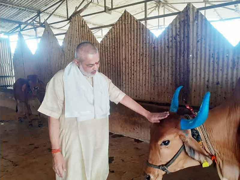 Brahmachari Girish ji is offering Puri and sweets to all Gaumata of Maharishi  Gaushana on the occassion of Gauvardhan Diwas.