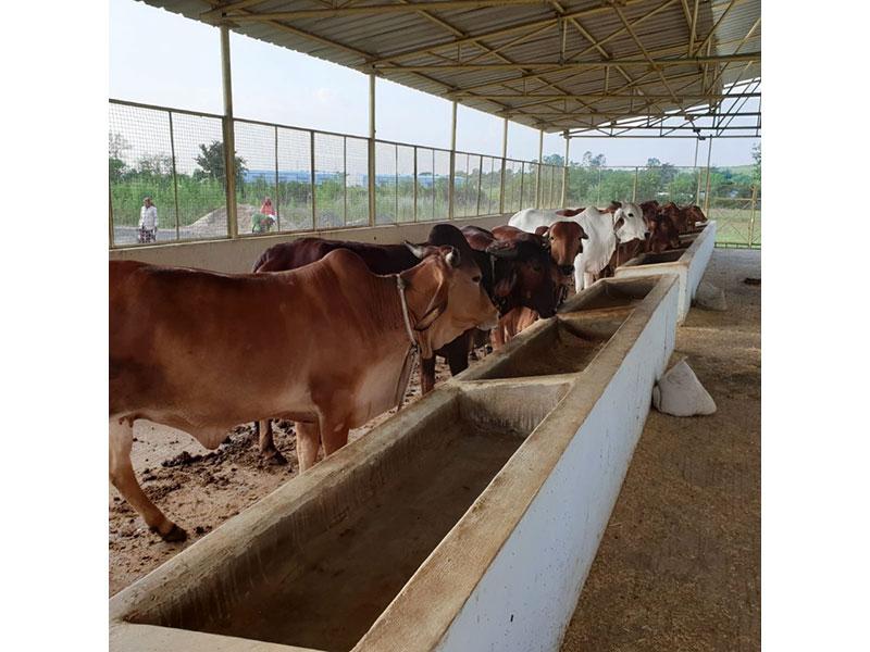 Pujya Brahmachari Girish Ji visited Maharishi Gaushala and Prashikshan Kendra and spent some time with Gir and Sahiwal cows.