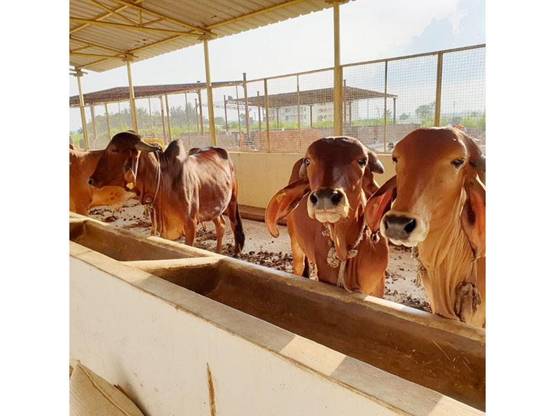 Pujya Brahmachari Girish Ji visited Maharishi Gaushala and Prashikshan Kendra and spent some time with Gir and Sahiwal cows.